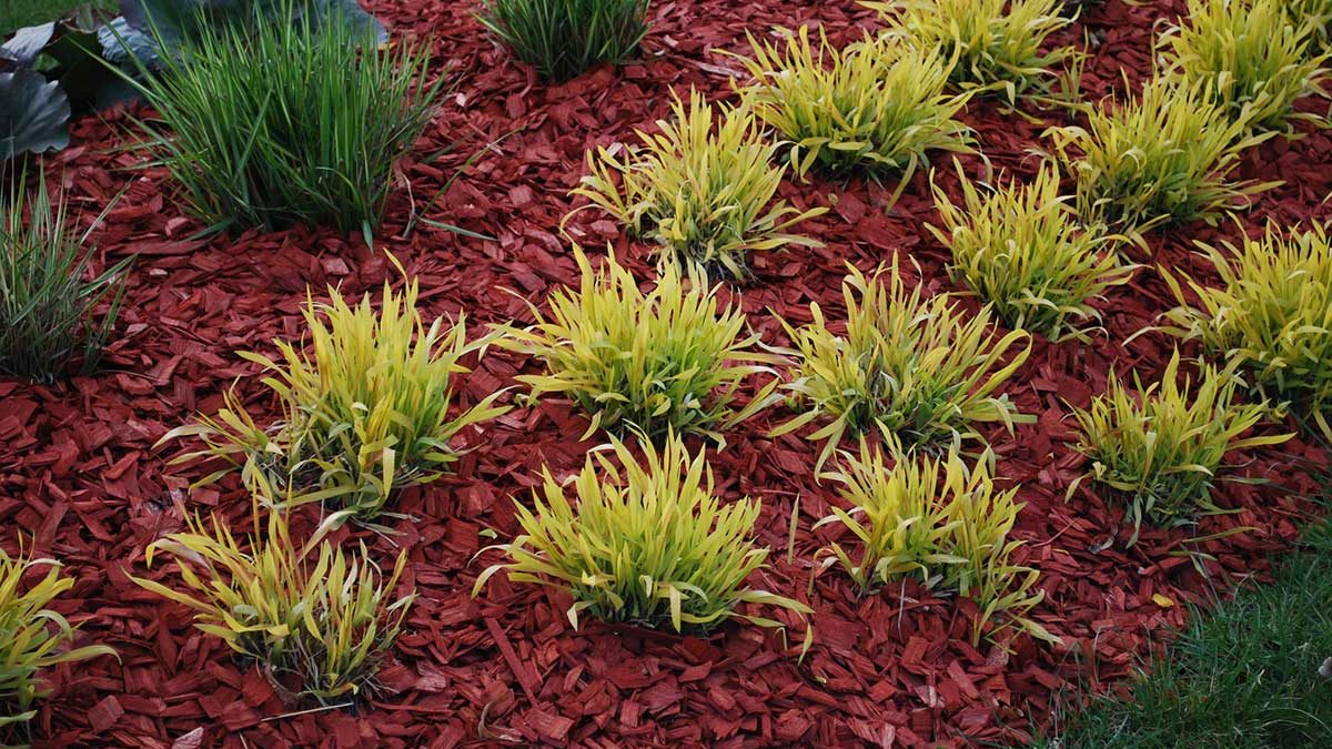 Kelowna Landscaping Mistakes
