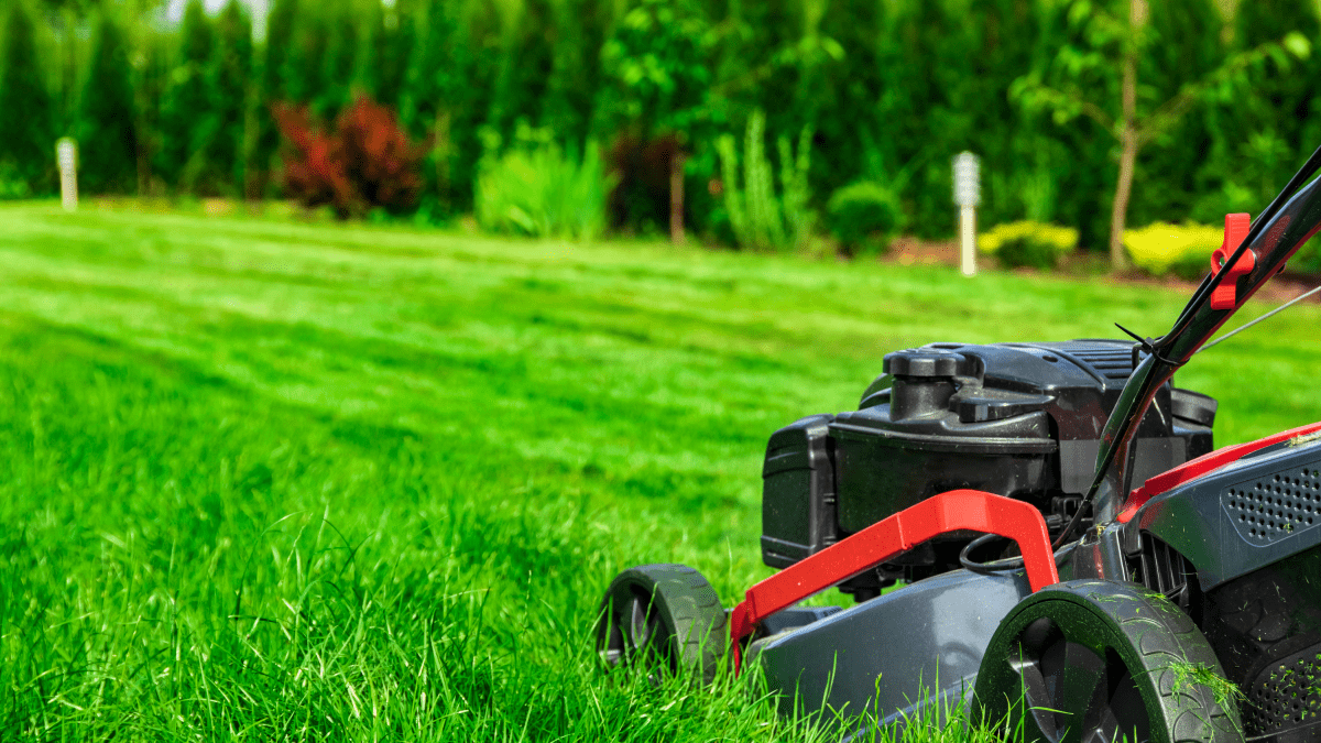 Common Lawn Care Mistakes