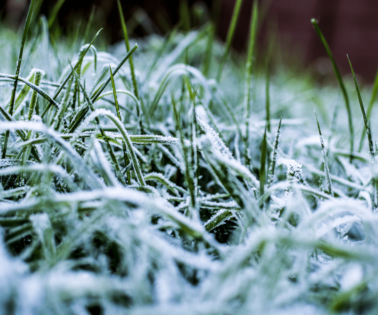 Starting Lawn Care After Winter