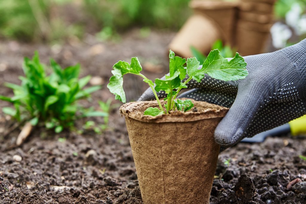 What Is Xeriscaping Landscaping